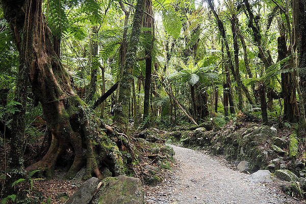Coast Track Near Marahau, Sandy Bay, Abel Tasman National Park, South Island, New Zealand #1 Print