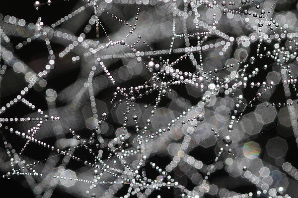 Wall Art featuring the photograph Cobwebs Catch The Early Morning Mist #1 by Dan Kitwood