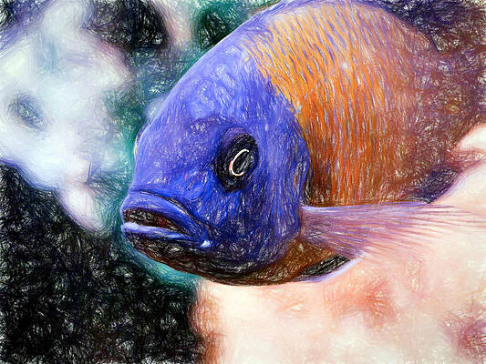 Wildlife Digital Art - Colored Pencil Red Fin Borleyi Cichlid #1 by Don Northup
