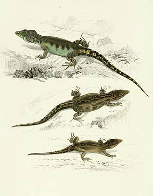Reptile Painting - Cordylus Microlepidotus by Sir Andrew Smith