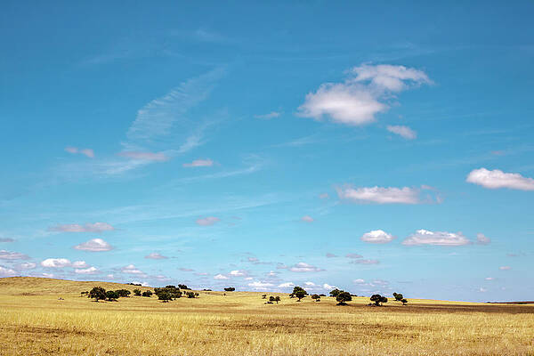 Cork Oaks Near Evora, Alentejo, Portugal #1 Print