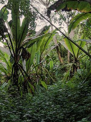 Travel Photograph - Deep Jungle #2 by Robert Grac