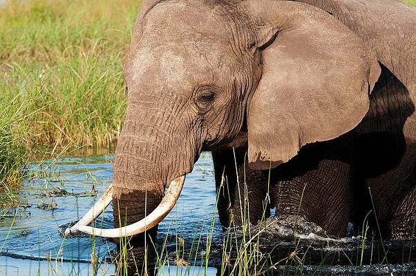 Elephant Wall Art featuring the digital art Elephant #1 by Jacana Stock