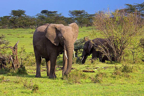 Elephant Wall Art featuring the digital art Elephant, Masai Mara, Kenya #1 by Hp Huber