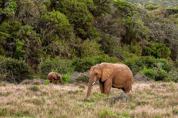 Elephant Wall Art featuring the digital art Elephants #1 by Jacana Stock