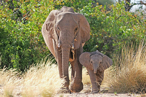 Elephant Wall Art featuring the digital art Elephants, Kunene Region, Namibia #1 by Heeb Photos