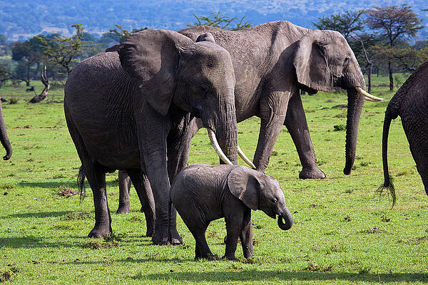 Elephant Wall Art featuring the digital art Elephants, Masai Mara, Kenya #1 by Hp Huber
