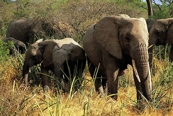 Elephant Wall Art featuring the digital art Elephants #1 by Siegfried Stolzfuss
