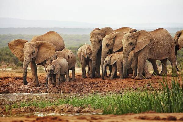 Elephant Wall Art featuring the digital art Elephants, South Africa #1 by Richard Taylor