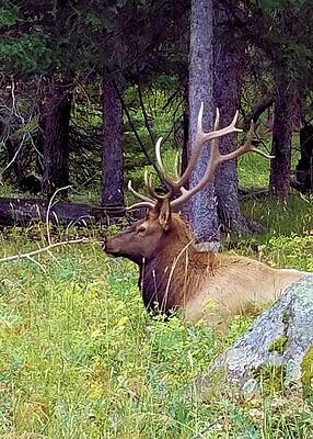 Wall Art featuring the photograph Elk I by Karen Stansberry