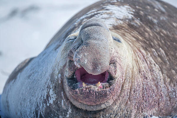 Elephant Wall Art featuring the digital art Falkland Islands, Southern Elephant Seal (mirounga Leonina) On Sea Lion Island, Atlantic #1 by Marco Simoni