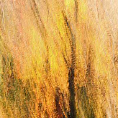 Abstract Wall Art featuring the photograph Fall Colors - Abstract Nature #2 by Shankar Adiseshan