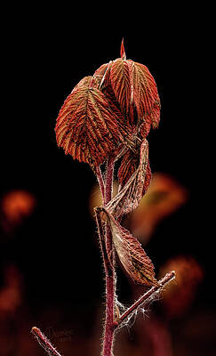 Wall Art featuring the photograph Fall Leaves #1 by Fred Denner