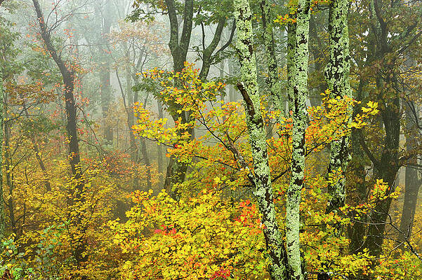 Wall Art featuring the digital art Fog In Forest, Shenandoah Np, Va #1 by Heeb Photos