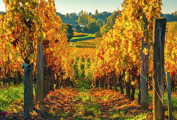 Yellow Wall Art featuring the digital art France, Nouvelle-aquitaine, Gironde, Bordeaux Region, Vineyard Near Saint Emilion #1 by Olimpio Fantuz