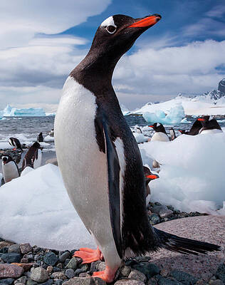 Wall Art featuring the photograph Gentoo Penguins, Antarctica #1 by Mint Images/ Art Wolfe