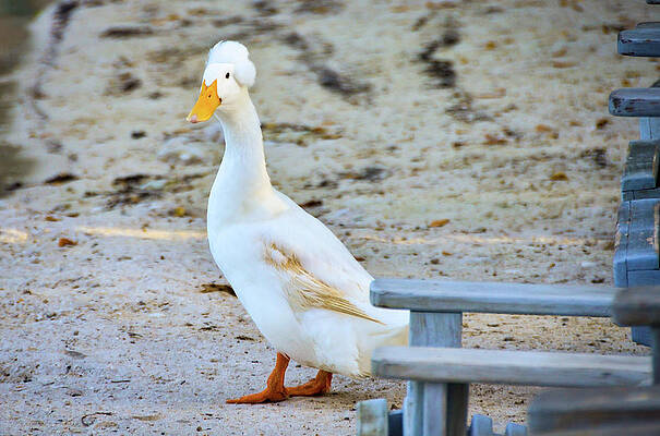 Wall Art featuring the photograph George Washington Duck #1 by Lloyd Gillies