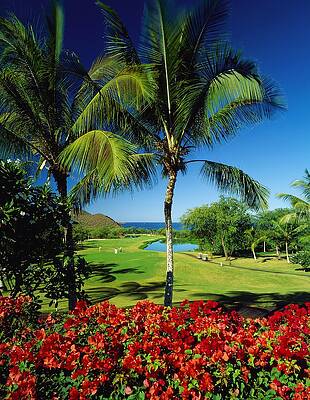 North America Wall Art featuring the digital art Golf Course With Palm Trees #1 by Giovanni Simeone