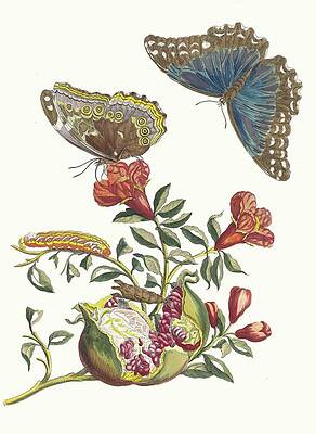 17th Century Painting - Grenadier by Maria Sibylla Merian