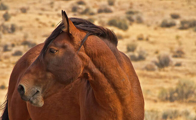 Wildlife Wall Art featuring the photograph Handsome Wild Bay Stallion #1 by Waterdancer
