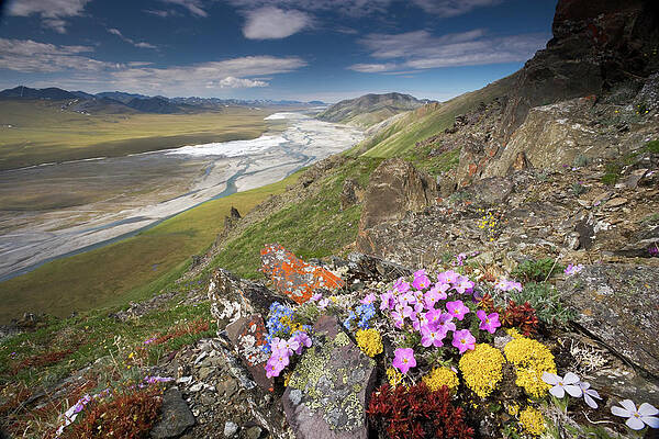 Wall Art featuring the photograph Hardy Alpine Or Arctic Wildflowers Grow #1 by Mint Images - Art Wolfe