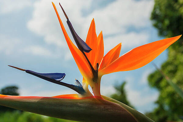 Paradise Wall Art featuring the digital art Hawaii, Bird Of Paradise Flower #1 by Grant Studios
