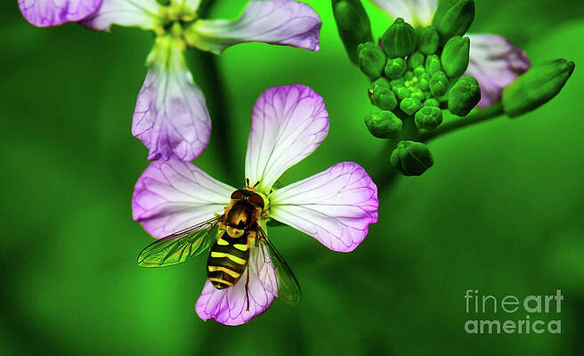 Summer Photograph - Hoverfly On Flower #1 by Bruce Block