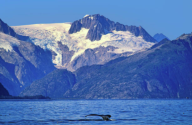 Humpback Whale in Kenai Fjords Wall Art