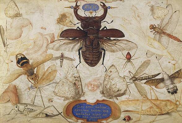 Insects Painting - Insects And The Head Of A Wind God by Joris Hoefnagel