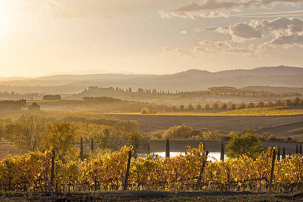 Wine Wall Art featuring the digital art Italy, Tuscany, Brunello Wine Road, Siena District, Orcia Valley, Montalcino, Vineyards #1 by Massimo Ripani