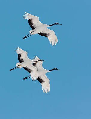 Wall Art featuring the photograph Japanese Cranes, Hokkaido, Japan #1 by Mint Images/ Art Wolfe