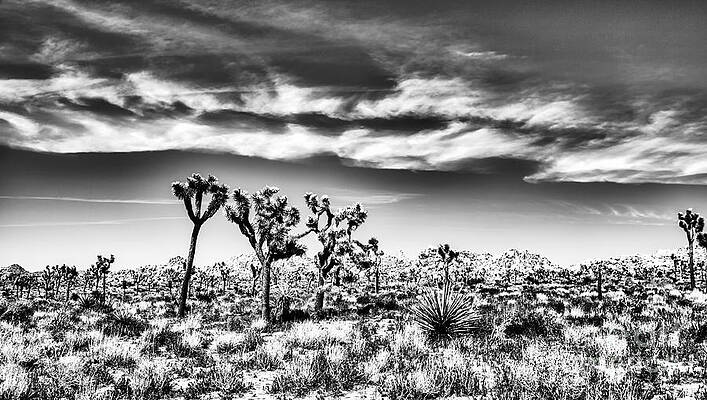 Colorful Wall Art featuring the photograph Joshua Tree National Park In Black And White #1 by Bruce Block