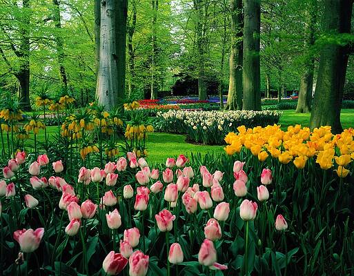 Yellow Wall Art featuring the digital art Keukenhof Gardens, Lisse, Netherlands #1 by Giovanni Simeone
