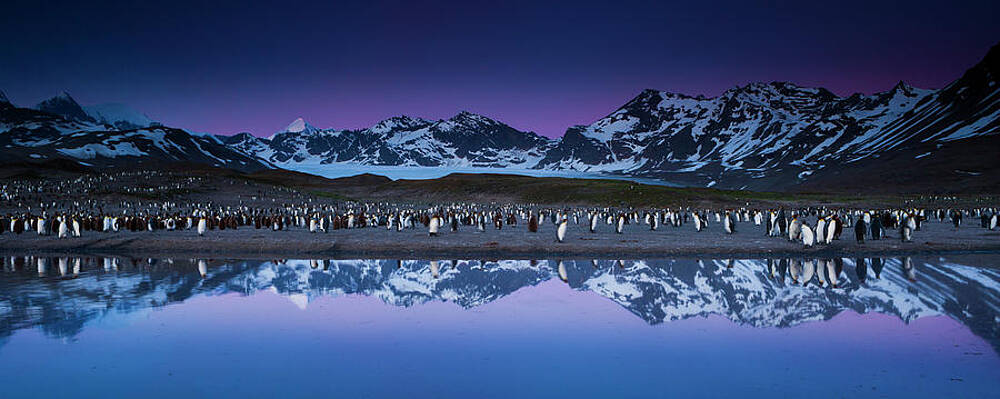 Penguin Colony at Dawn Wall Art