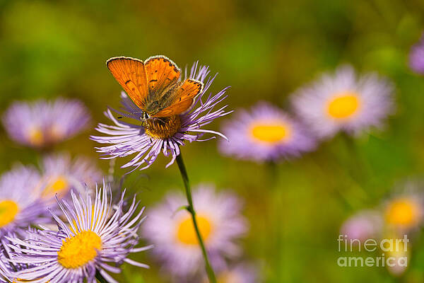 Butterfly Photograph - Lustrous Copper Butterfly On Purple Astor #1 by Bruce Block