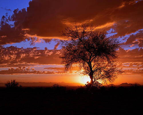 Photograph - Mesquite Sunset #2 by American Landscapes