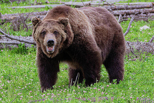 Wall Art featuring the photograph Mister Grizzly by Douglas Wielfaert