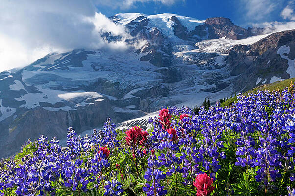 U S Wall Art featuring the digital art Mount Rainier Np, Washington State #1 by Heeb Photos