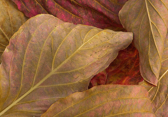 Wall Art featuring the photograph Pacific Dogwood Leaves,  Yosemite Np #1 by Eastcott Momatiuk