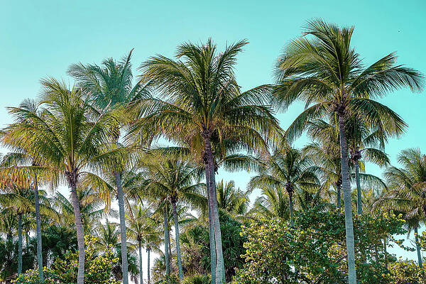 Wall Art featuring the digital art Palms At Peanut Island, Florida #1 by Laura Zeid