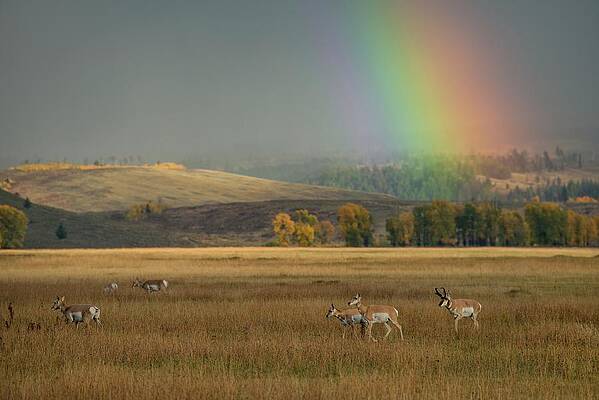 North America Wall Art featuring the digital art Pronghorn & Rainbow, Wy #1 by Heeb Photos