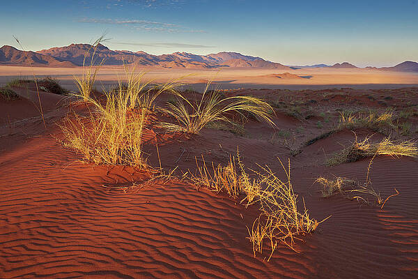 Red Dunes In The Namib Rand Nature Reserve, Namib Naukluft Park, Namibia #1 Print
