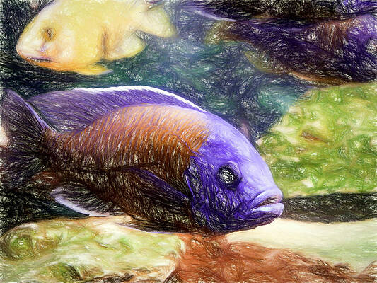 Wildlife Digital Art - Red Fin Borleyi Cichlid Colored Pencil #1 by Don Northup