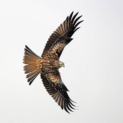 Bird Wall Art featuring the photograph Red Kite In Flight #1 by Grant Glendinning