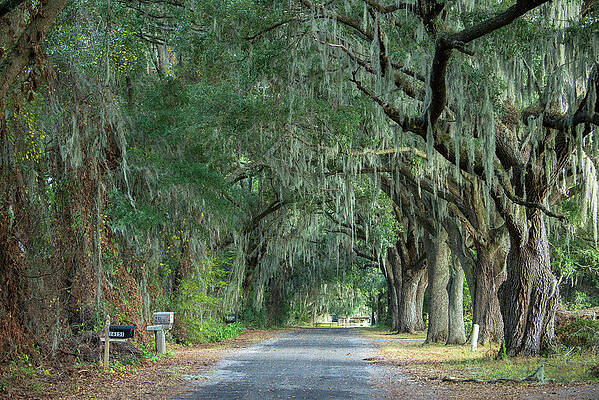 North America Wall Art featuring the digital art Road With Oak Trees #1 by Heeb Photos