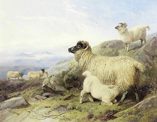Flock Painting - Sheep On A Mountainside by Richard Ansdell