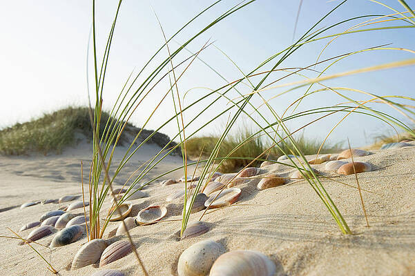 Shells In The Sand On The Beach, Conil De La Frontera, Andalusia, Spain, Europe #1 Print