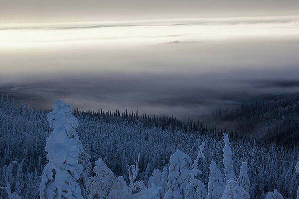 Snow Covered Landscape With Morning Fog At Dalton Highway, Yukon-koyukuk Census Area, Alaska, Usa #1 Print