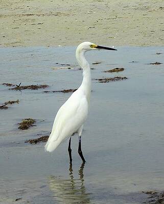 Wall Art featuring the photograph Snowy Egret #2 by Karen Stansberry