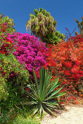 Wall Art featuring the digital art Spain, Canary Islands, Atlantic Ocean, Fuerteventura, Jandia Peninsula, Typical Flowery Shrubs At Sotavento Beach #1 by Olimpio Fantuz
